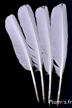 Cygne écriture - 30-33 cm - blanc